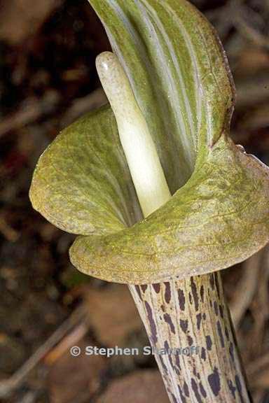 arisema nepenthoides graphic